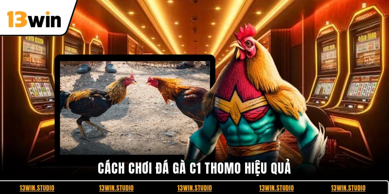 Cách chơi đá gà C1 Thomo hiệu quả