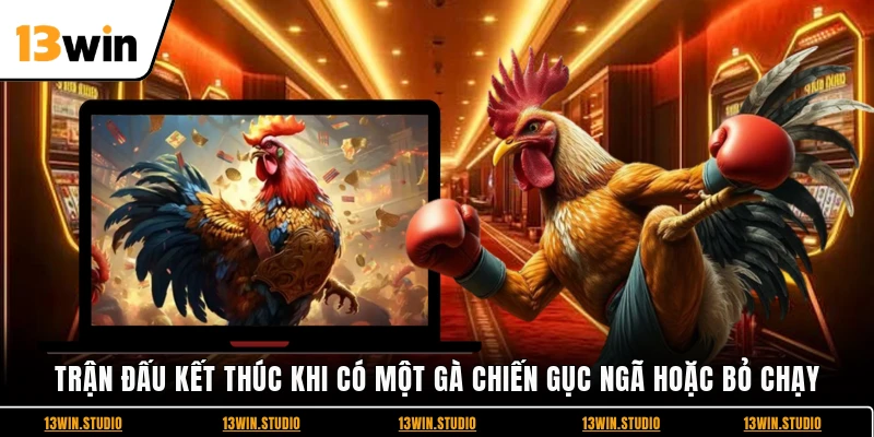 Trận đấu kết thúc khi có một gà chiến gục ngã hoặc bỏ chạy